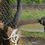 और खूबसूरत हुई एमपी की वाइल्ड लाइफ, सीएम डॉ. मोहन ने रिलीज किए 4 जंगली भैसें, ईको-सिस्टम पर होगा इतना असर