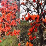 सफलता की कहानी: पलाश फूल से बढ़ती आजीविका और समृद्धि