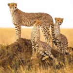 मंदसौर में चीता संरक्षण की दिशा में ऐतिहासिक कदम, प्रभास और पावक ने पार किया बड़ा पड़ाव